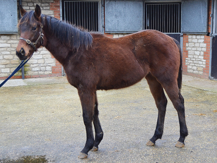 Perfect Power ex Cupboard Love filly