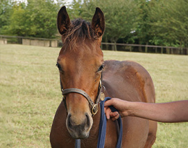 Perfect Power ex Cupboard Love filly